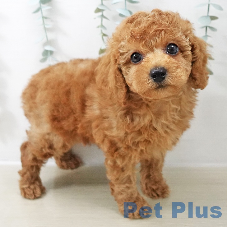 埼玉県のトイプードル(トイ) (ペットプラス 川口店/2025年10月22日生まれ/男の子/レッド)の子犬の1枚目の画像