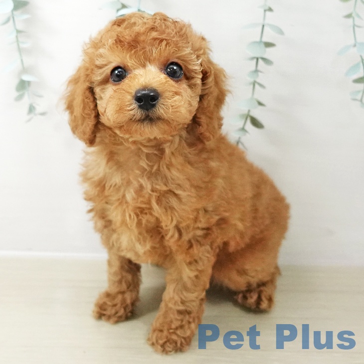 埼玉県のトイプードル(トイ) (ペットプラス 川口店/2025年10月22日生まれ/男の子/レッド)の子犬の2枚目の画像