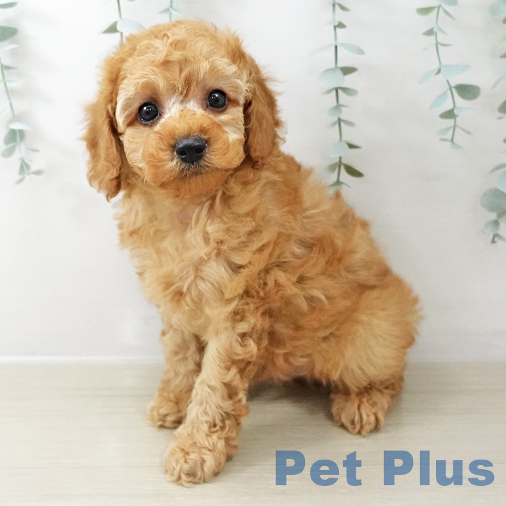 神奈川県のトイプードル(トイ) (ペットプラス ビアレ横浜店/2025年10月22日生まれ/男の子/アプリコット)の子犬の1枚目の画像