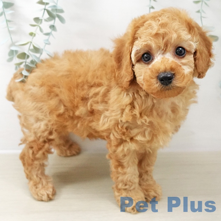 神奈川県のトイプードル(トイ) (ペットプラス ビアレ横浜店/2025年10月22日生まれ/男の子/アプリコット)の子犬の2枚目の画像