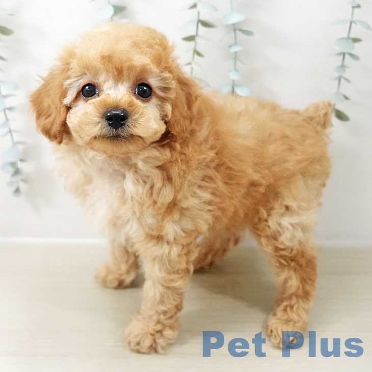 群馬県のトイプードル(トイ) (ペットプラス イオンモール太田店/2025年10月22日生まれ/男の子/アプリコット)の子犬の1枚目の画像