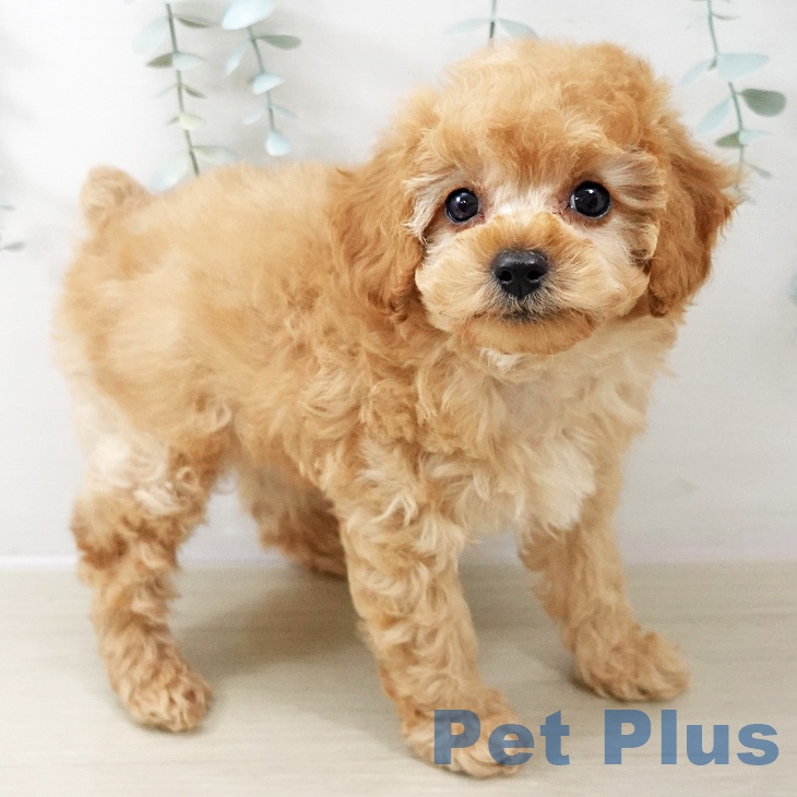 群馬県のトイプードル(トイ) (ペットプラス イオンモール太田店/2025年10月22日生まれ/男の子/アプリコット)の子犬の2枚目の画像