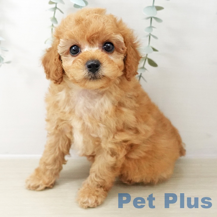 東京都のトイプードル(トイ) (ペットプラス 日の出店/2025年10月22日生まれ/女の子/アプリコット)の子犬の1枚目の画像