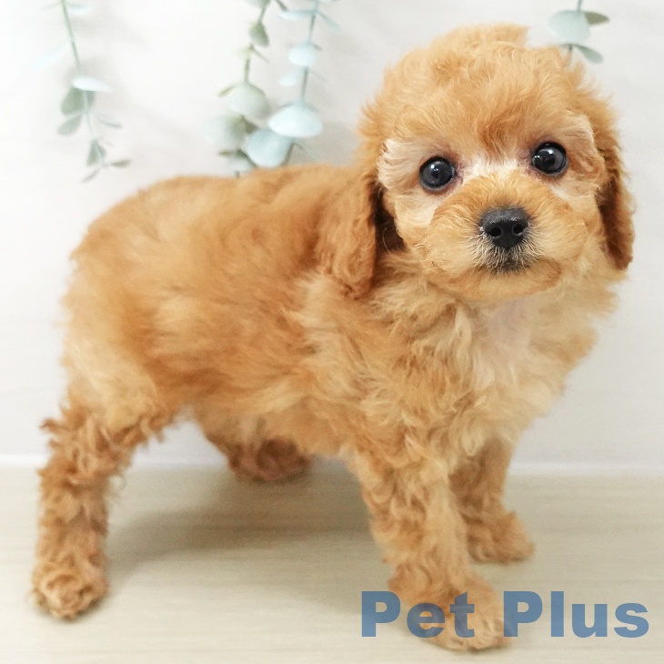 東京都のトイプードル(トイ) (ペットプラス 日の出店/2025年10月22日生まれ/女の子/アプリコット)の子犬の2枚目の画像