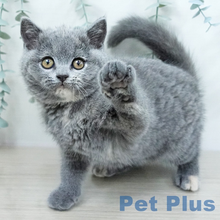 埼玉県のブリティッシュショートヘアー (ペットプラス 川口店/2025年10月21日生まれ/女の子/ブルークリーム)の子猫の1枚目の画像