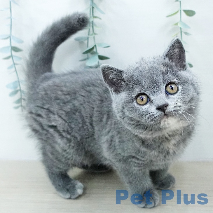 埼玉県のブリティッシュショートヘアー (ペットプラス 川口店/2025年10月21日生まれ/女の子/ブルークリーム)の子猫の2枚目の画像