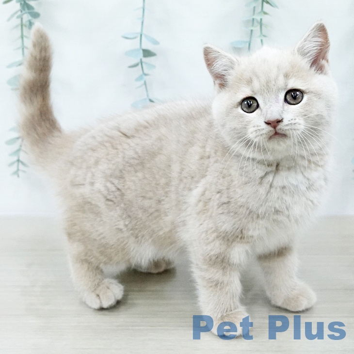 千葉県のブリティッシュショートヘアー (ペットプラス 成田店/2025年10月21日生まれ/女の子/クリームタビー)の子猫の1枚目の画像