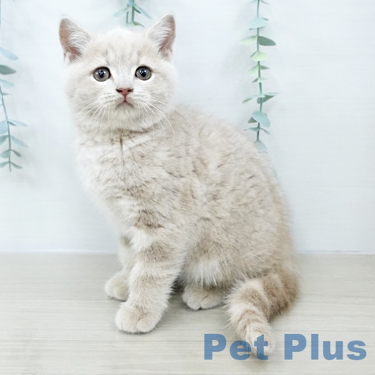 千葉県のブリティッシュショートヘアー (ペットプラス 成田店/2025年10月21日生まれ/女の子/クリームタビー)の子猫の2枚目の画像