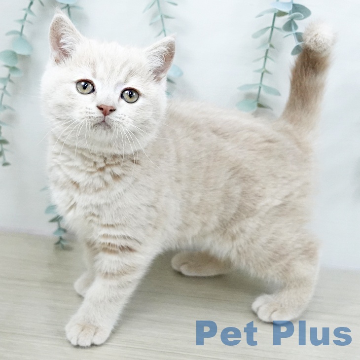 埼玉県のブリティッシュショートヘアー (ペットプラス ららぽーと新三郷店/2025年10月21日生まれ/女の子/クリームタビー)の子猫の1枚目の画像