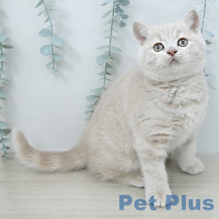 埼玉県のブリティッシュショートヘアー (ペットプラス ららぽーと新三郷店/2025年10月21日生まれ/女の子/クリームタビー)の子猫の2枚目の画像