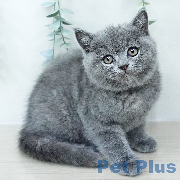 埼玉県のブリティッシュショートヘアー (ペットプラス 与野店/2025年10月21日生まれ/女の子/ブルークリーム)の子猫の1枚目の画像
