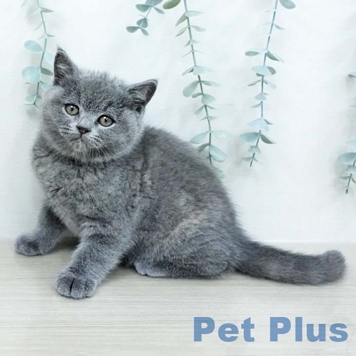 埼玉県のブリティッシュショートヘアー (ペットプラス 与野店/2025年10月21日生まれ/女の子/ブルークリーム)の子猫の2枚目の画像