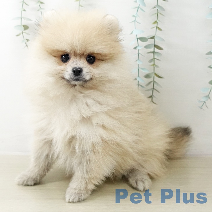 東京都のポメラニアン (ペットプラス 東久留米店/2025年10月15日生まれ/女の子/クリーム)の子犬の1枚目の画像
