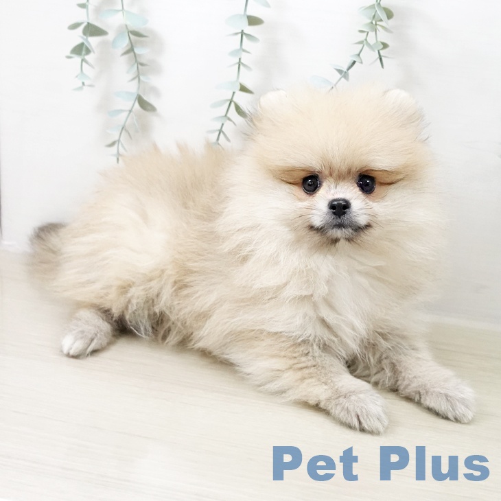 東京都のポメラニアン (ペットプラス 東久留米店/2025年10月15日生まれ/女の子/クリーム)の子犬の2枚目の画像