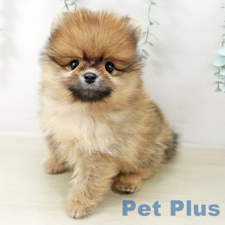埼玉県のポメラニアン (ペットプラス ららぽーと富士見店/2025年10月22日生まれ/男の子/オレンジ)の子犬の1枚目の画像