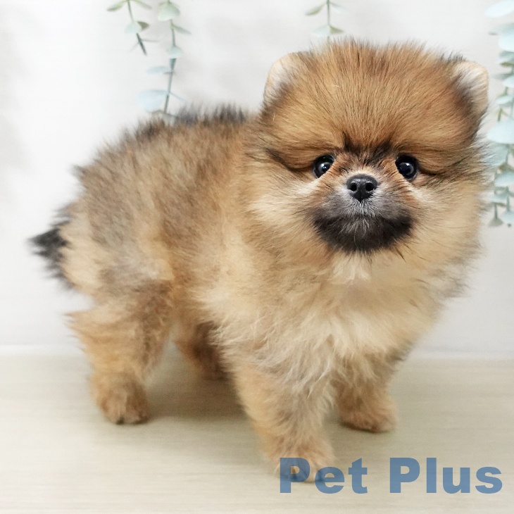 埼玉県のポメラニアン (ペットプラス ららぽーと富士見店/2025年10月22日生まれ/男の子/オレンジ)の子犬の2枚目の画像