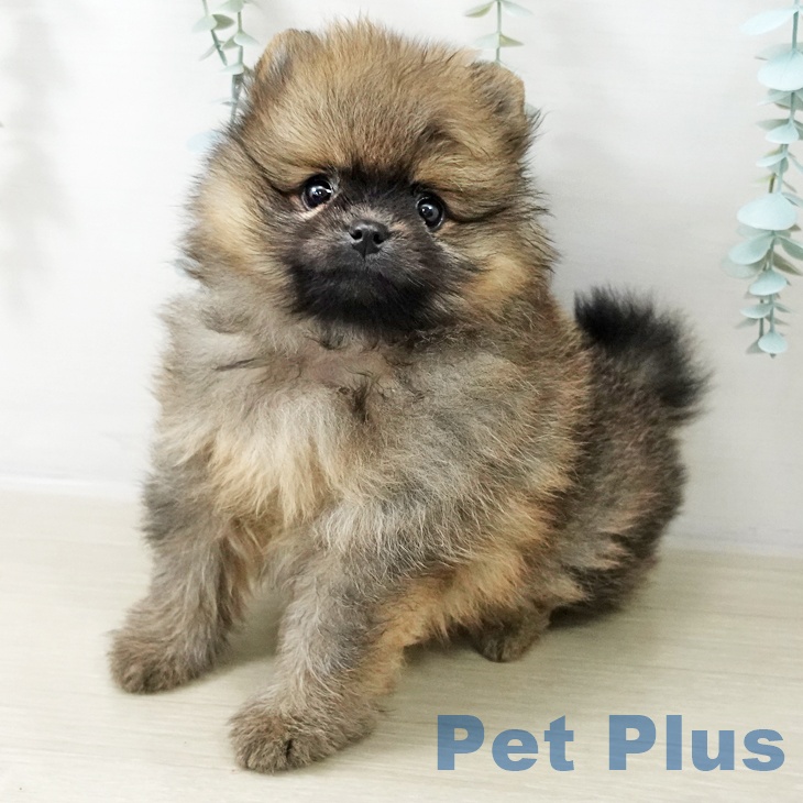 千葉県のポメラニアン (ペットプラス コトエ流山おおたかの森店/2025年10月22日生まれ/女の子/オレンジ)の子犬の1枚目の画像