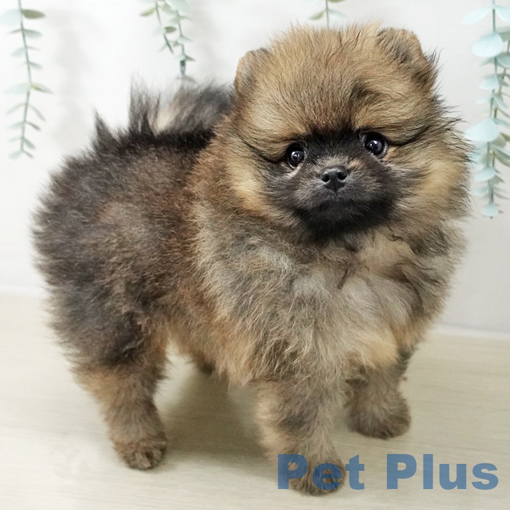 千葉県のポメラニアン (ペットプラス コトエ流山おおたかの森店/2025年10月22日生まれ/女の子/オレンジ)の子犬の2枚目の画像