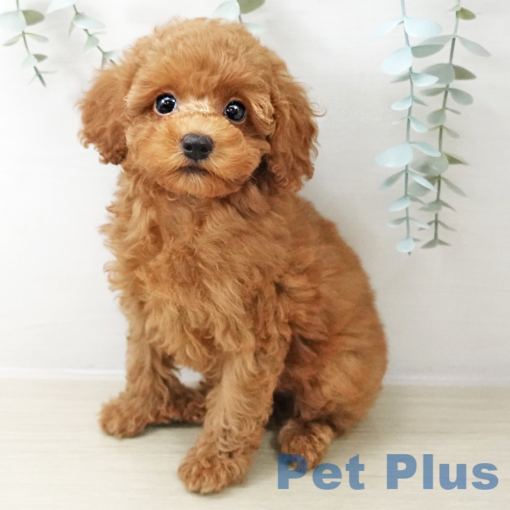 東京都のトイプードル(トイ) (ペットプラス 立川高島屋S.C.店/2025年10月18日生まれ/男の子/アプリコット)の子犬の1枚目の画像