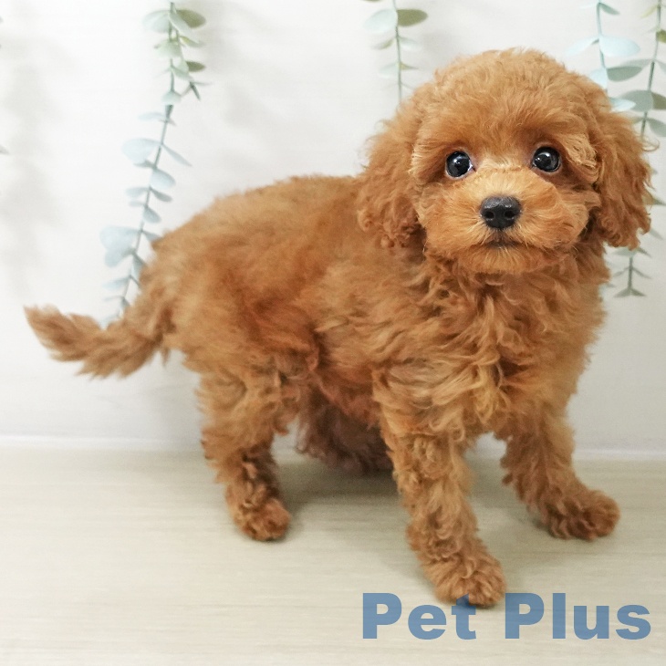 東京都のトイプードル(トイ) (ペットプラス 立川高島屋S.C.店/2025年10月18日生まれ/男の子/アプリコット)の子犬の2枚目の画像
