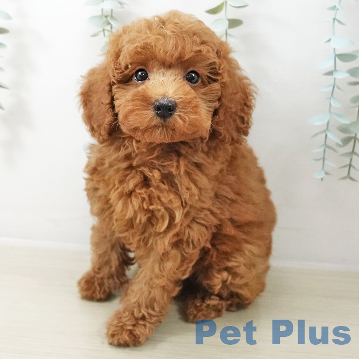 東京都のトイプードル(トイ) (ペッツワン 南砂町SUNAMO店/2025年10月18日生まれ/男の子/アプリコット)の子犬の1枚目の画像
