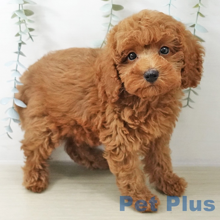 東京都のトイプードル(トイ) (ペッツワン 南砂町SUNAMO店/2025年10月18日生まれ/男の子/アプリコット)の子犬の2枚目の画像