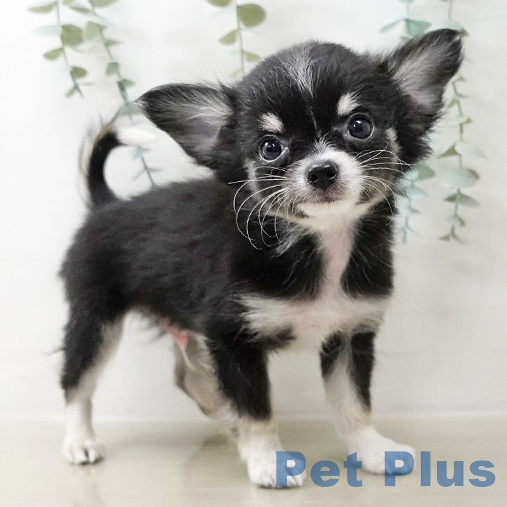 茨城県のチワワ(ロング) (ペッツワン 古河店/2025年10月21日生まれ/男の子/ブラックタンホワイト)の子犬の1枚目の画像