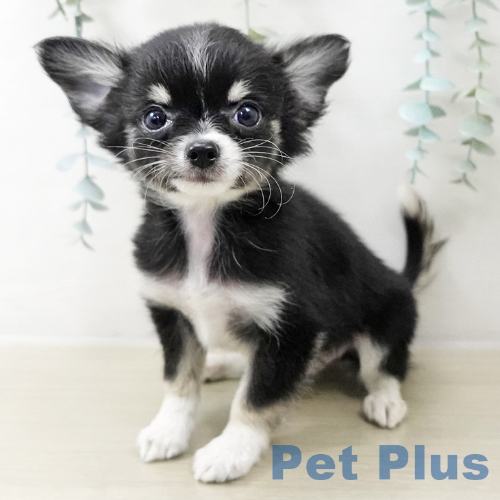 茨城県のチワワ(ロング) (ペッツワン 古河店/2025年10月21日生まれ/男の子/ブラックタンホワイト)の子犬の2枚目の画像