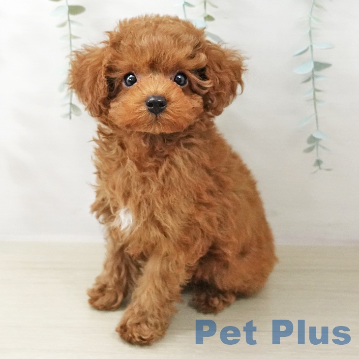 山形県のトイプードル(トイ) (ペットプラス 天童店/2025年10月20日生まれ/男の子/レッド)の子犬の1枚目の画像