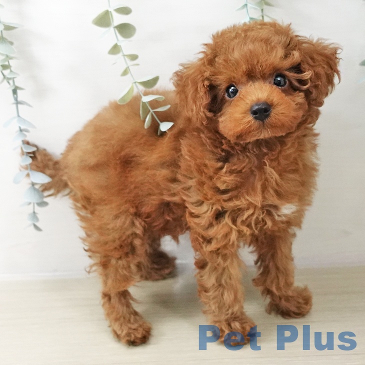 山形県のトイプードル(トイ) (ペットプラス 天童店/2025年10月20日生まれ/男の子/レッド)の子犬の2枚目の画像