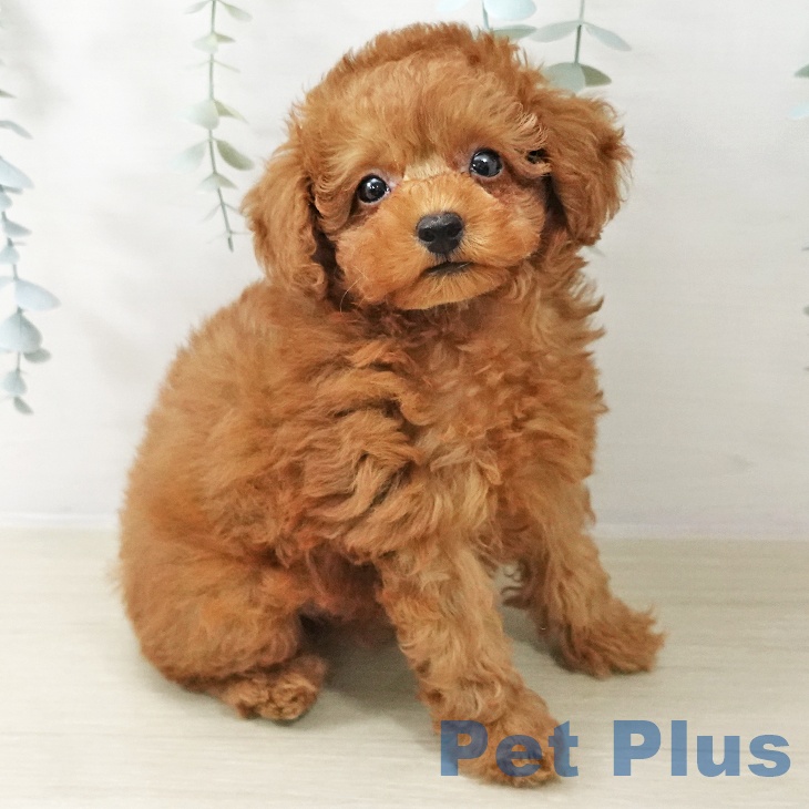 茨城県のトイプードル(トイ) (ペットプラス つくば店/2025年10月20日生まれ/男の子/レッド)の子犬の1枚目の画像