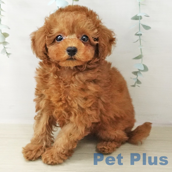 茨城県のトイプードル(トイ) (ペットプラス つくば店/2025年10月20日生まれ/男の子/レッド)の子犬の2枚目の画像