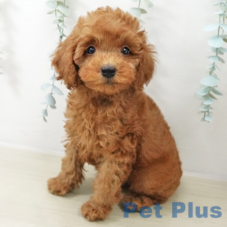 宮城県のトイプードル(トイ) (ペットプラス 仙台上杉店/2025年10月20日生まれ/男の子/レッド)の子犬