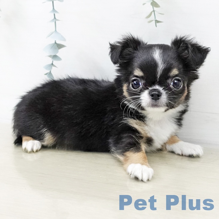 神奈川県のチワワ(ロング) (ペッツワン 横須賀久里浜店/2025年10月22日生まれ/男の子/ブラックタンホワイト)の子犬の1枚目の画像