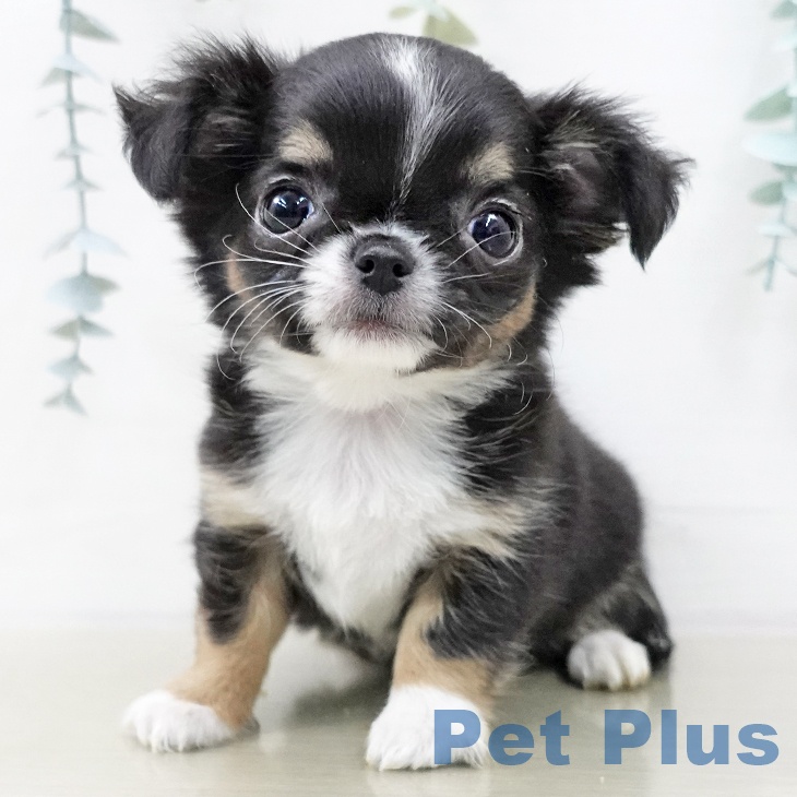 神奈川県のチワワ(ロング) (ペッツワン 横須賀久里浜店/2025年10月22日生まれ/男の子/ブラックタンホワイト)の子犬の2枚目の画像