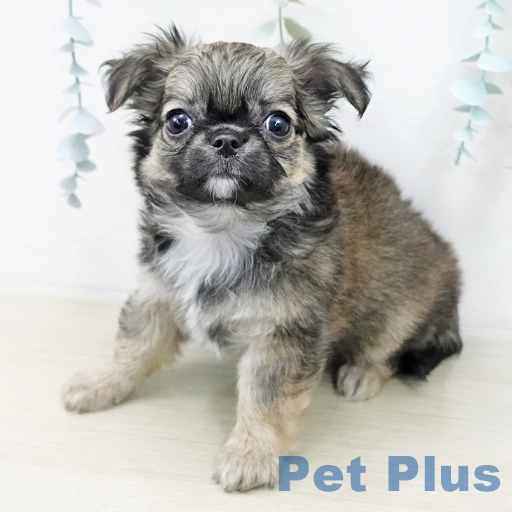 茨城県のチワワ(ロング) (ペットプラス つくば店/2025年10月22日生まれ/男の子/フォーンセーブルホワイト)の子犬の2枚目の画像