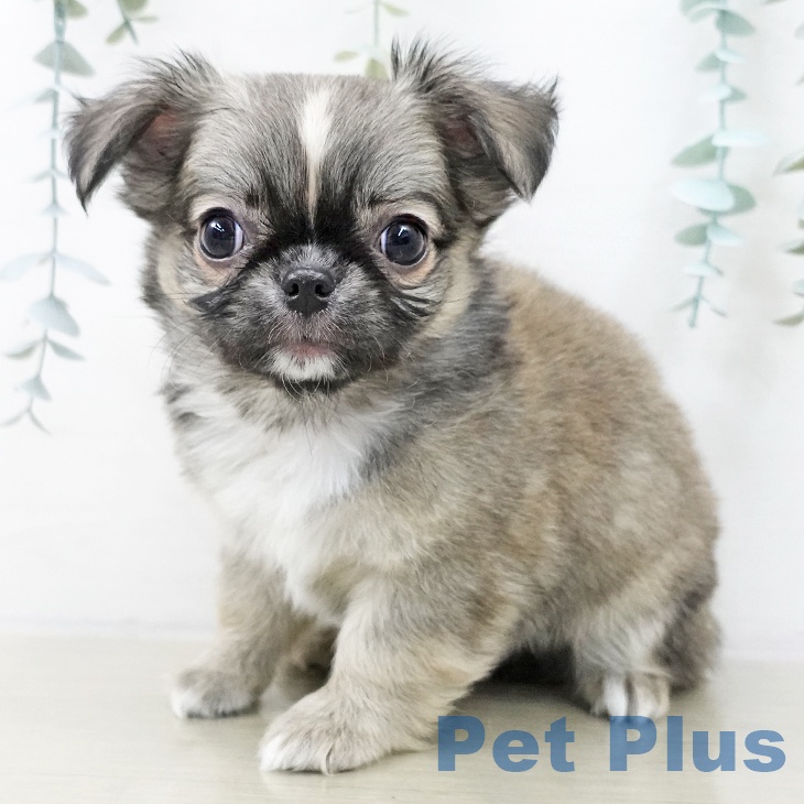 山形県のチワワ(ロング) (ペットプラス 天童店/2025年10月22日生まれ/男の子/フォーンセーブルホワイト)の子犬の1枚目の画像