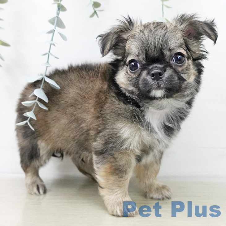 山形県のチワワ(ロング) (ペットプラス 天童店/2025年10月22日生まれ/男の子/フォーンセーブルホワイト)の子犬の2枚目の画像