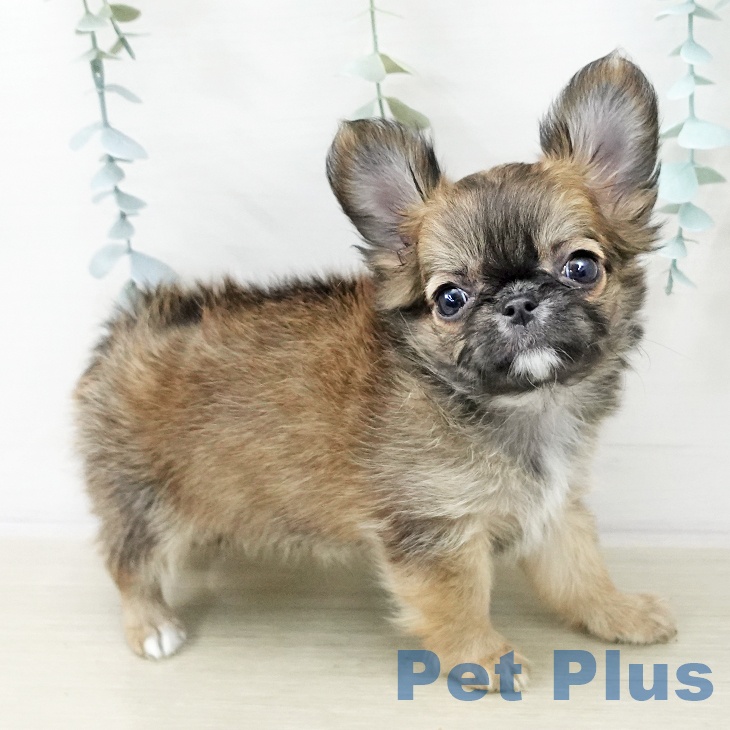 東京都のチワワ(ロング) (ペットプラス アクアシティお台場店/2025年10月22日生まれ/女の子/レッドセーブルホワイト)の子犬の1枚目の画像