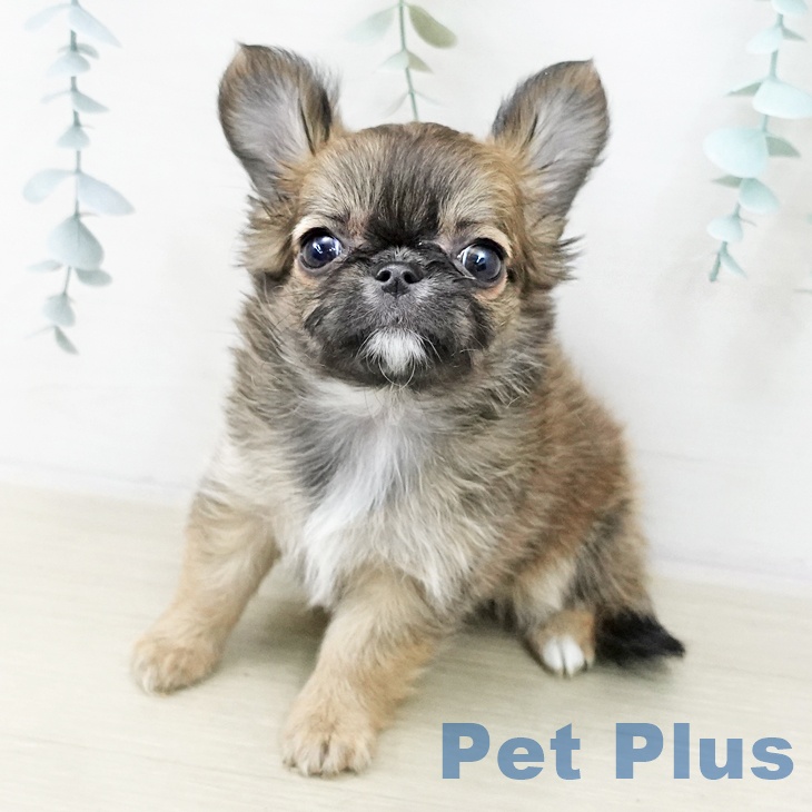 東京都のチワワ(ロング) (ペットプラス アクアシティお台場店/2025年10月22日生まれ/女の子/レッドセーブルホワイト)の子犬の2枚目の画像