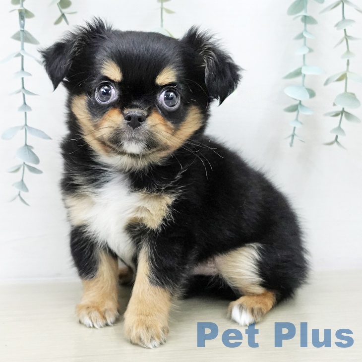 東京都のチワワ(ロング) (ペットプラス むさし村山店/2025年10月23日生まれ/女の子/ブラックタンホワイト)の子犬の1枚目の画像