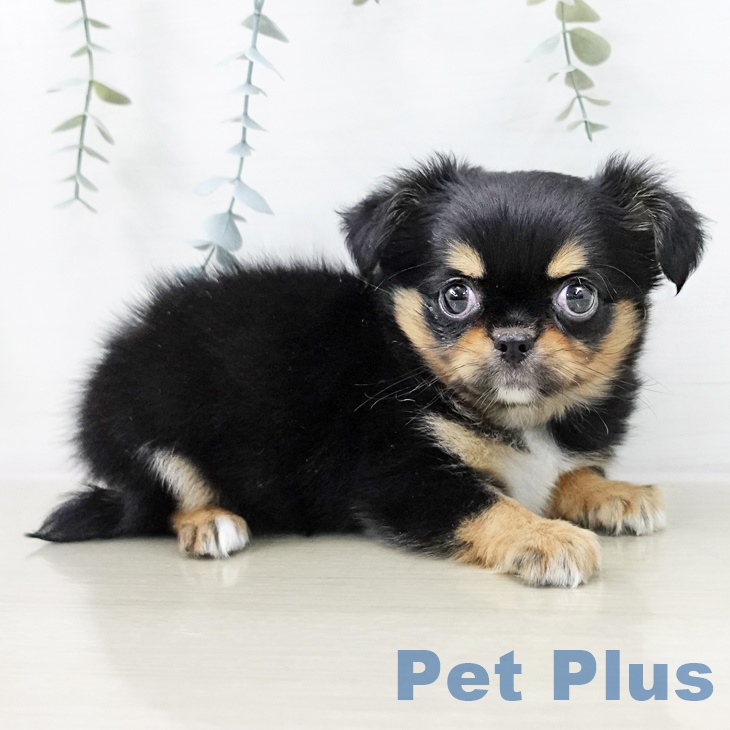 東京都のチワワ(ロング) (ペットプラス むさし村山店/2025年10月23日生まれ/女の子/ブラックタンホワイト)の子犬の2枚目の画像