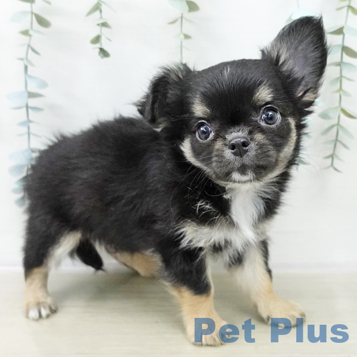 茨城県のチワワ(ロング) (ペッツワン 古河店/2025年10月21日生まれ/男の子/ブラックタンホワイト)の子犬の1枚目の画像