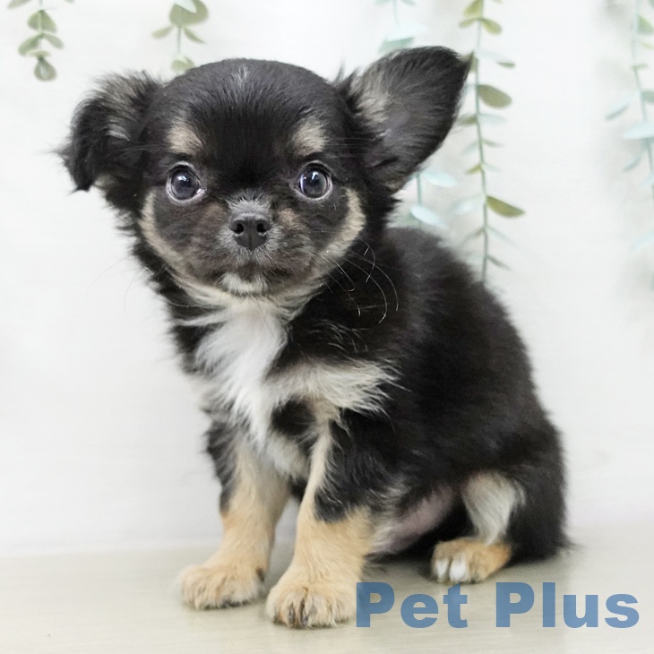 茨城県のチワワ(ロング) (ペッツワン 古河店/2025年10月21日生まれ/男の子/ブラックタンホワイト)の子犬の2枚目の画像