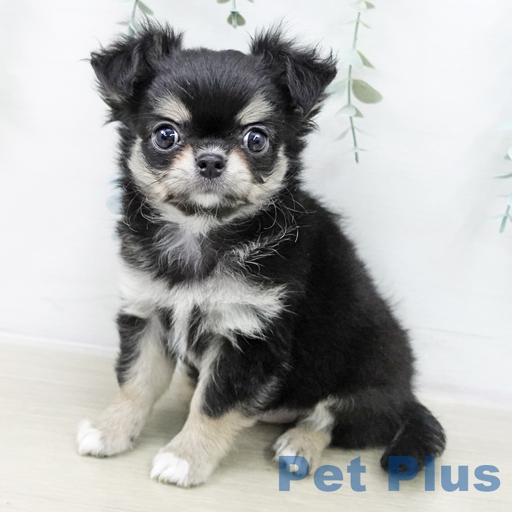 宮城県のチワワ(ロング) (ペットプラス 名取店/2025年10月21日生まれ/女の子/ブラックタンホワイト)の子犬の1枚目の画像