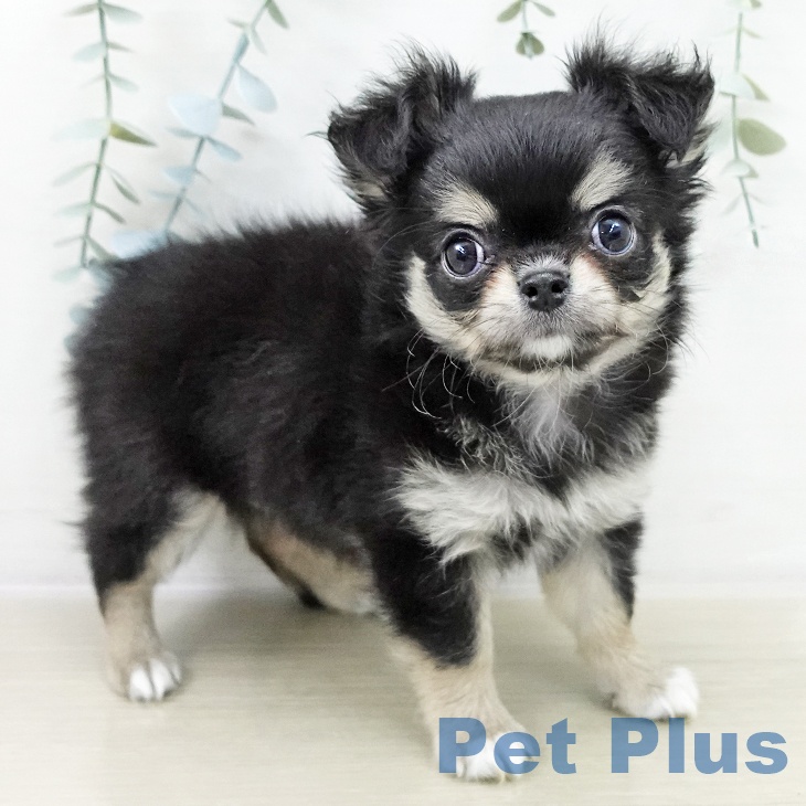宮城県のチワワ(ロング) (ペットプラス 名取店/2025年10月21日生まれ/女の子/ブラックタンホワイト)の子犬の2枚目の画像