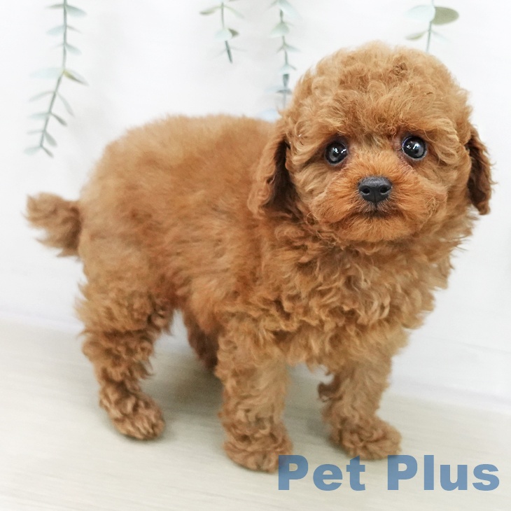 千葉県のトイプードル(トイ) (ペットプラス 幕張新都心店/2025年10月21日生まれ/男の子/レッド)の子犬の1枚目の画像