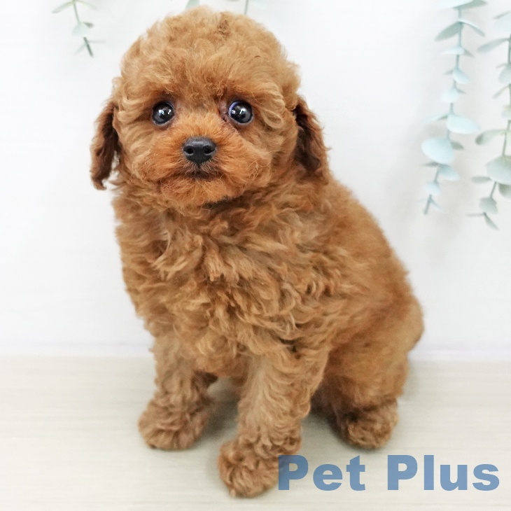 千葉県のトイプードル(トイ) (ペットプラス 幕張新都心店/2025年10月21日生まれ/男の子/レッド)の子犬の2枚目の画像