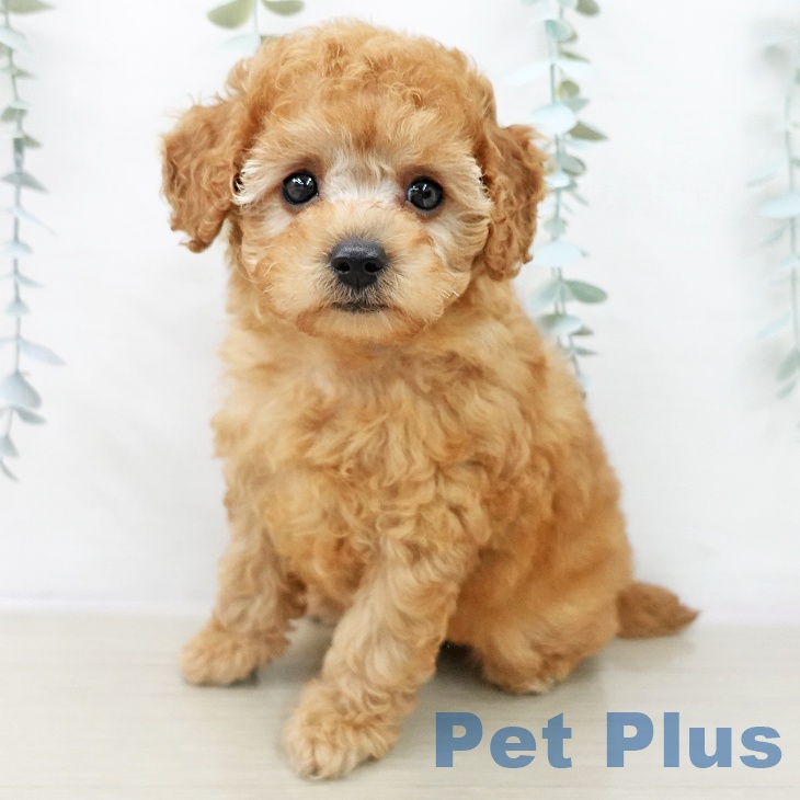 埼玉県のトイプードル(トイ) (ペットプラス 浦和美園店/2025年10月19日生まれ/女の子/レッド)の子犬の1枚目の画像