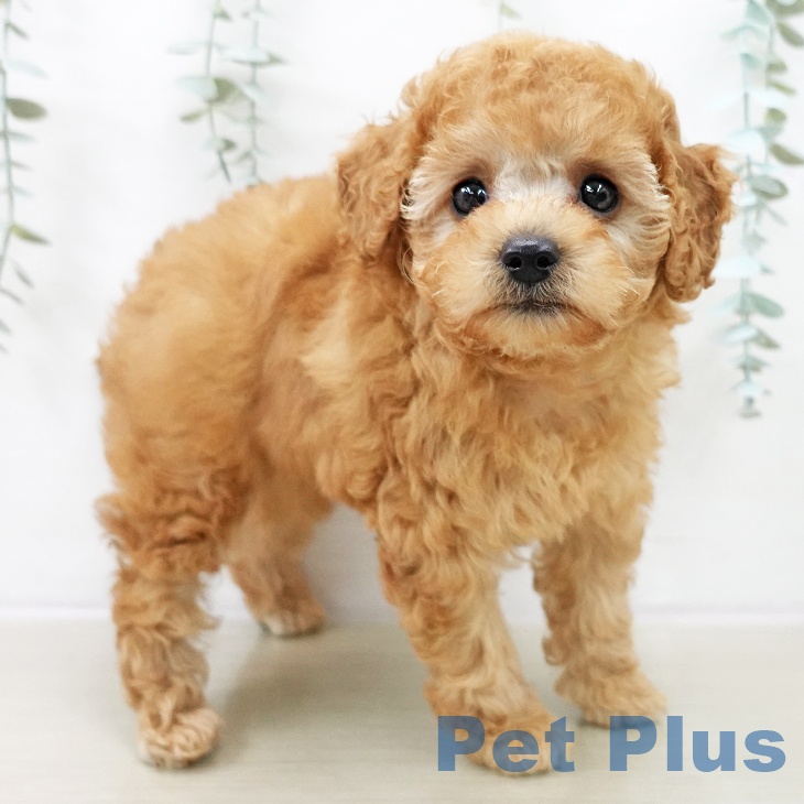 埼玉県のトイプードル(トイ) (ペットプラス 浦和美園店/2025年10月19日生まれ/女の子/レッド)の子犬の2枚目の画像